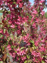 image (3)41